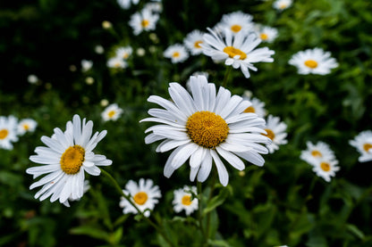 Chamomile Incense - 15 sticks